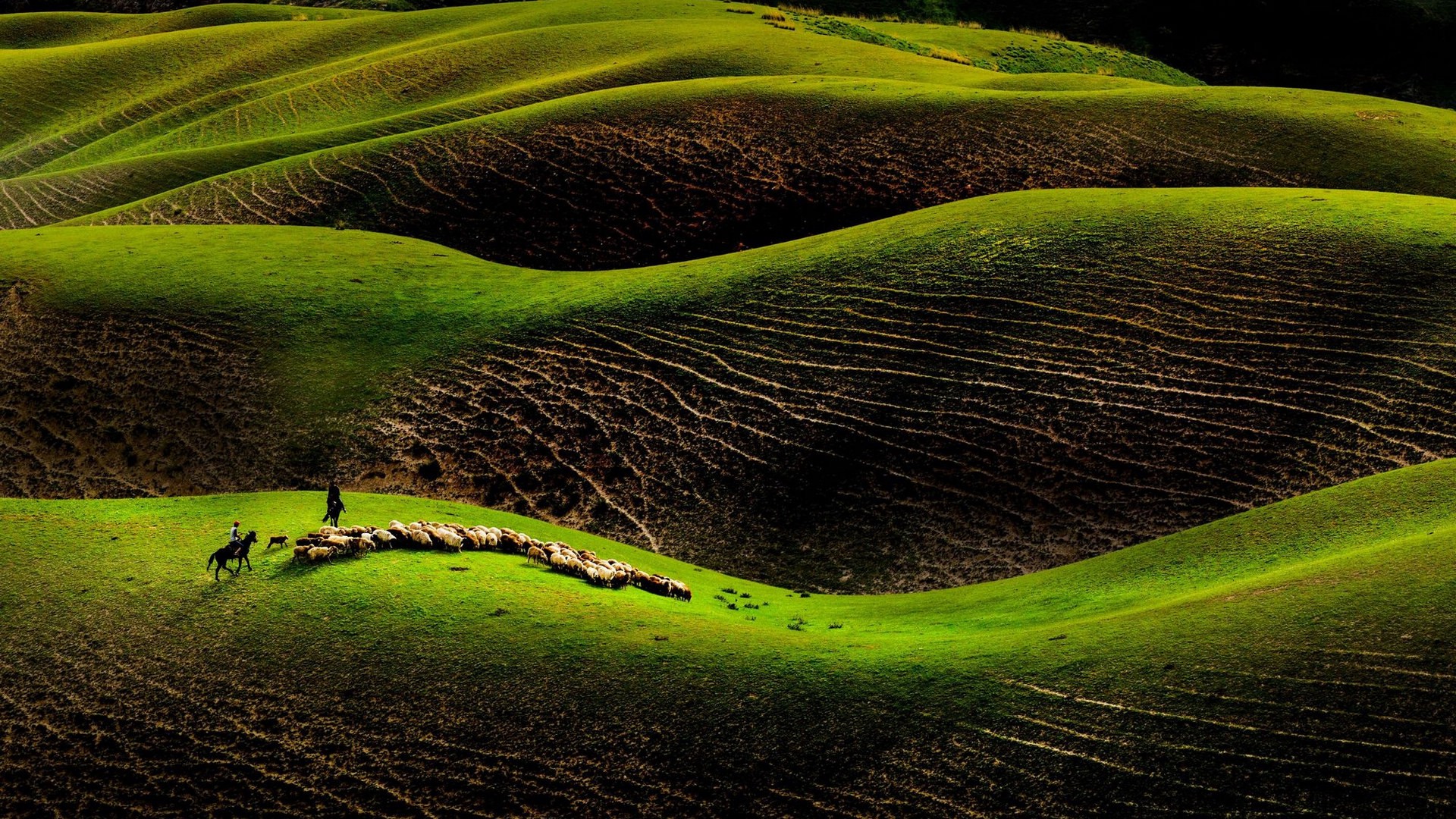 雨洗后的草原 新疆天山风景图片