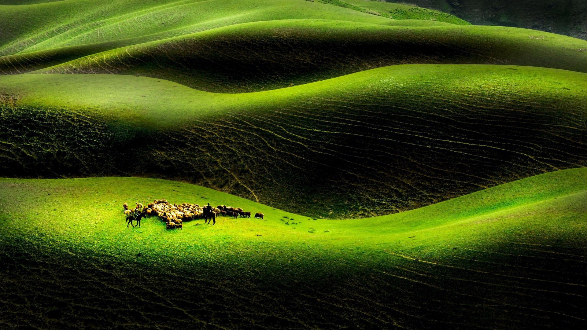 雨洗后的草原 新疆天山风景图片(3)