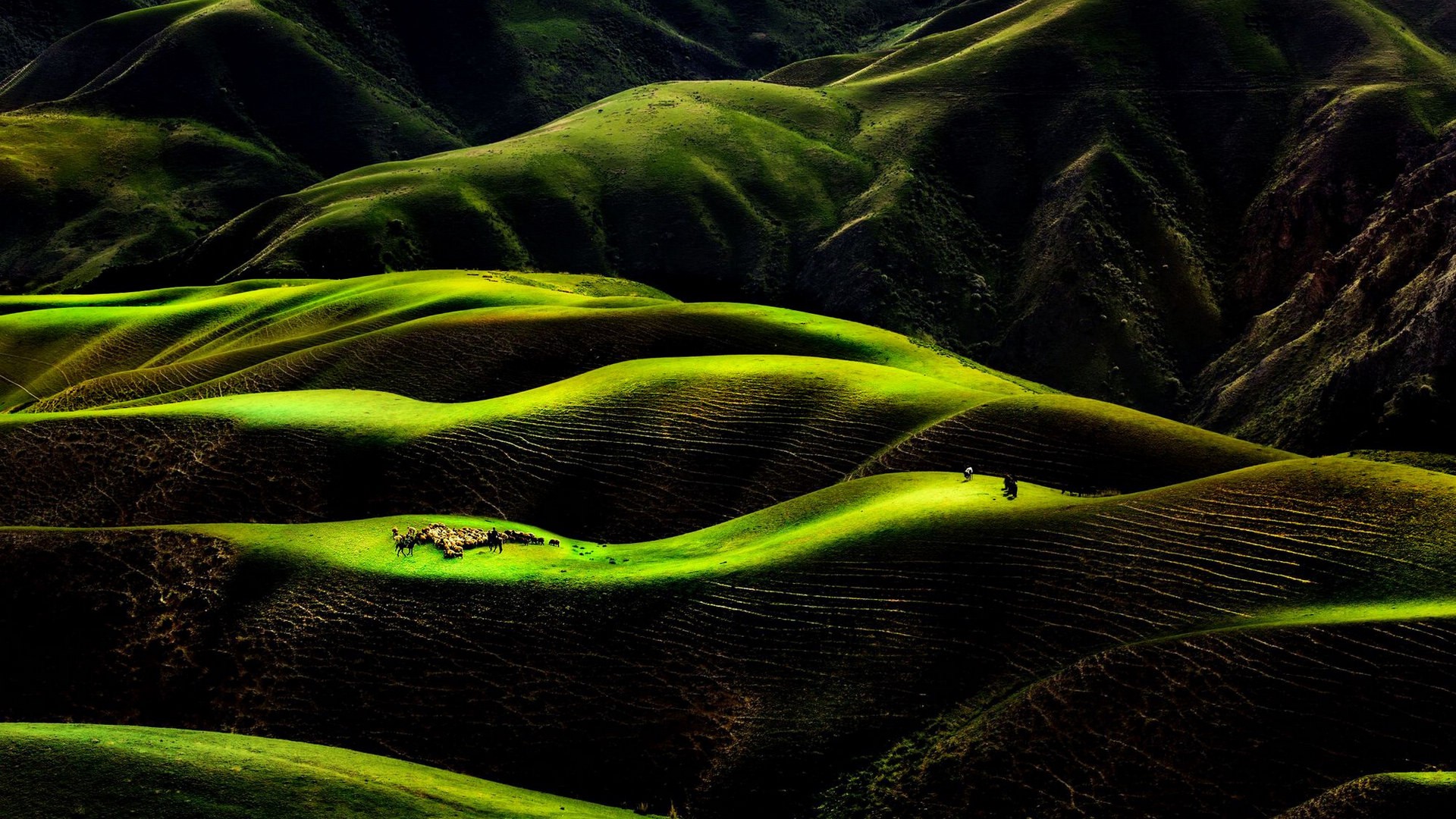 雨洗后的草原 新疆天山风景图片(7)