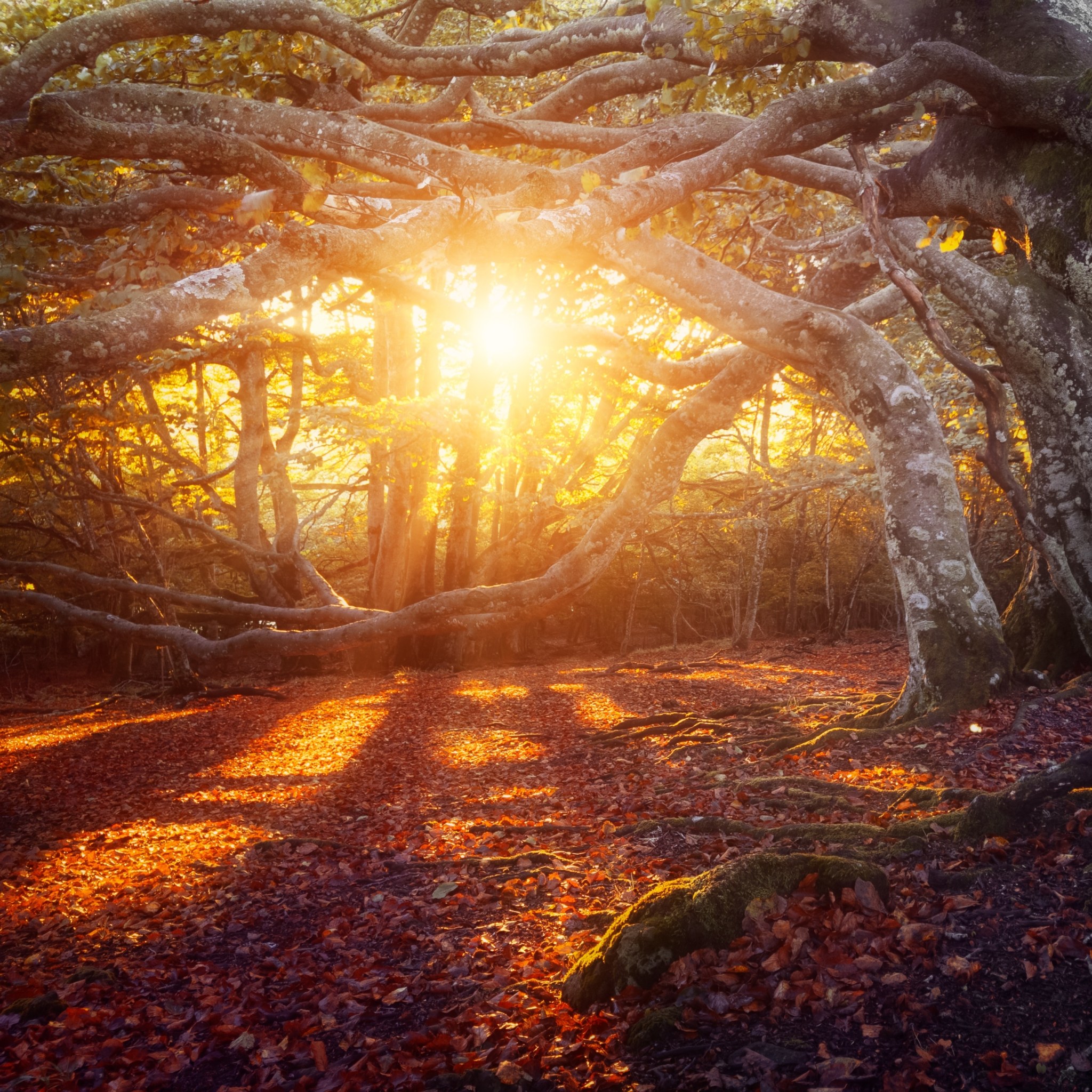 自然高清风景摄影图片 穿过树荫的金色阳光(2)