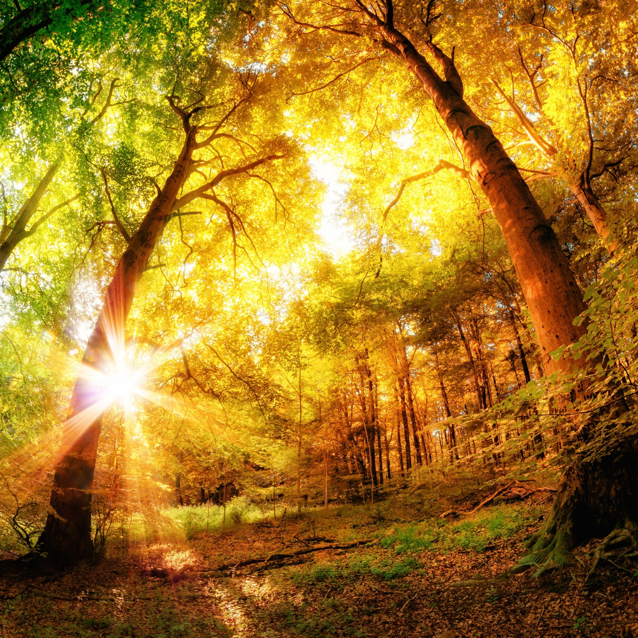 自然高清风景摄影图片 穿过树荫的金色阳光(3)