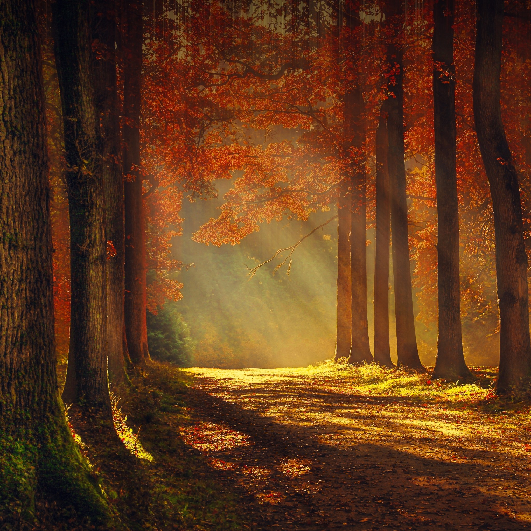 自然高清风景摄影图片 穿过树荫的金色阳光(5)