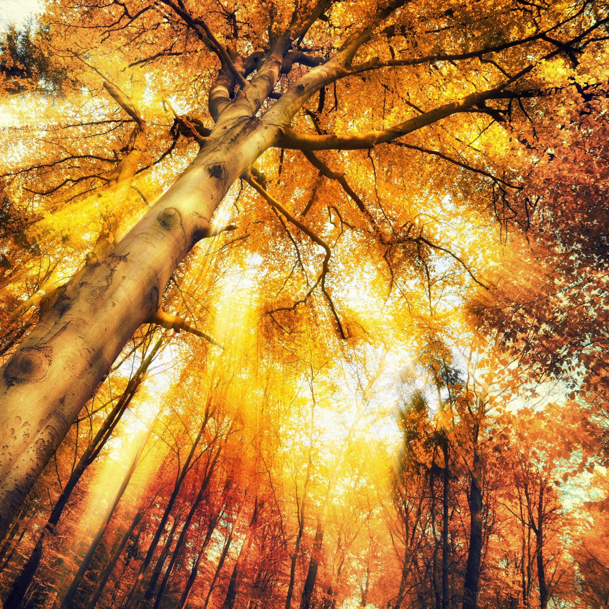 自然高清风景摄影图片 穿过树荫的金色阳光(6)