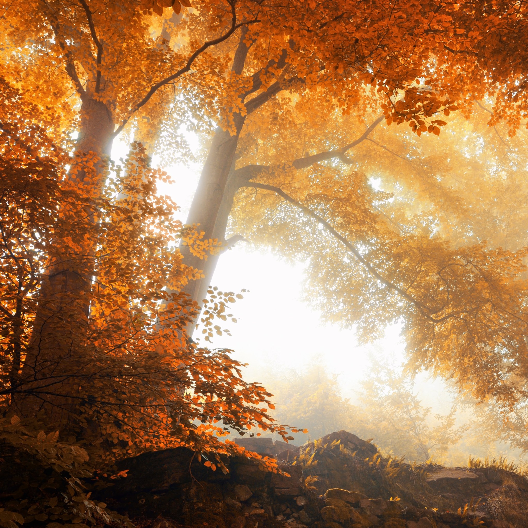 自然高清风景摄影图片 穿过树荫的金色阳光(7)