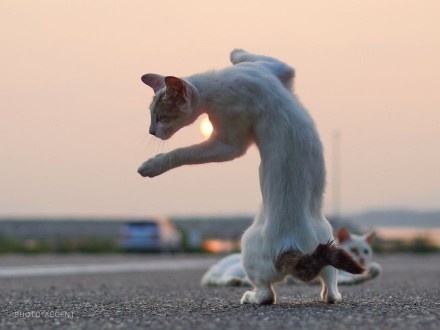 猫咪图片大全可爱 动作怪异的忍者喵(2)