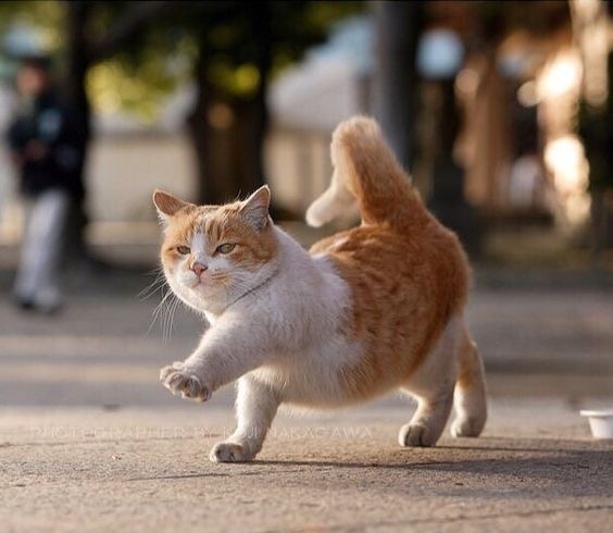 猫咪图片大全可爱 动作怪异的忍者喵(3)