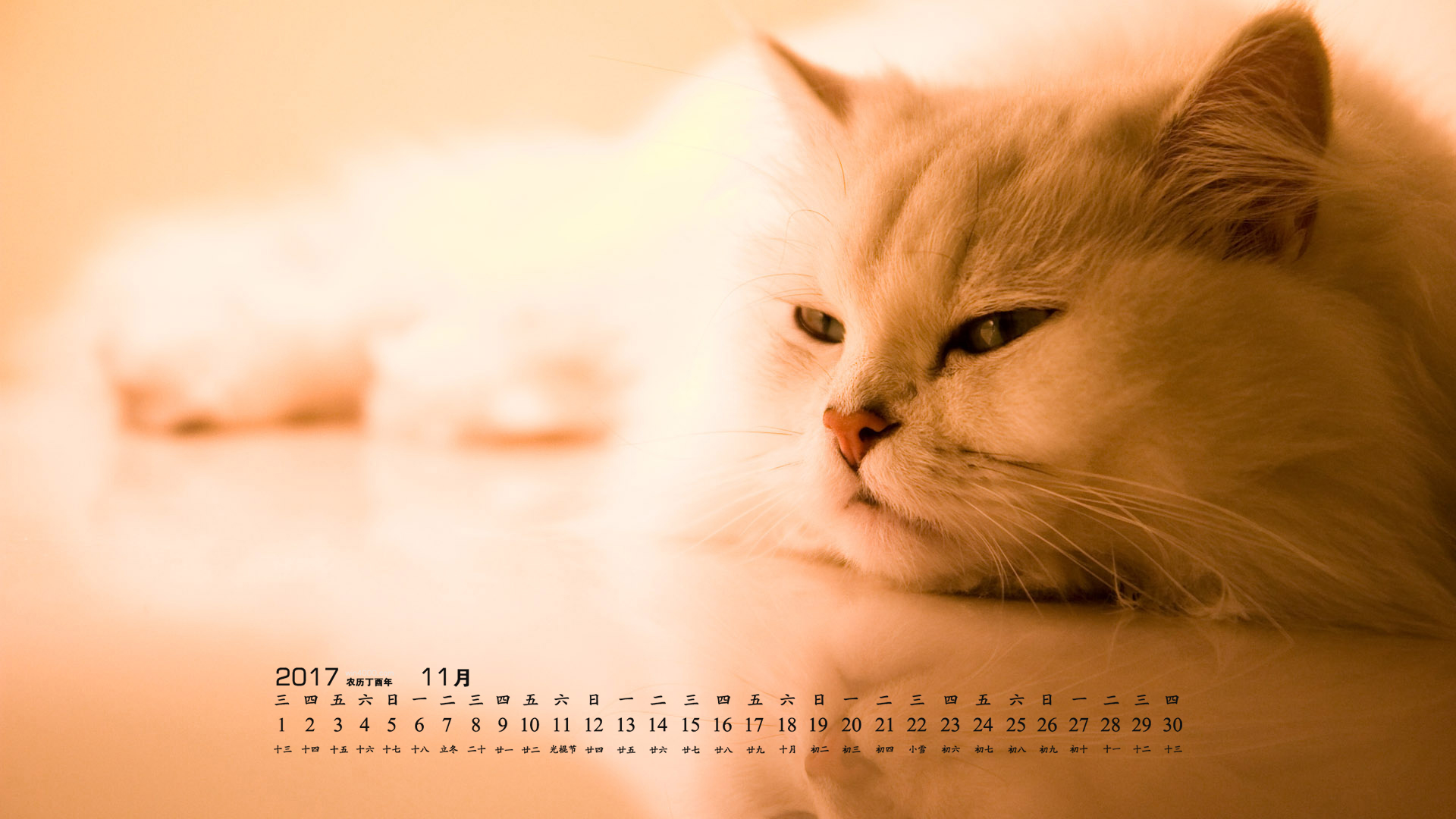 2017日历桌面壁纸高清 2017年11月可爱的宠物猫咪高清日历壁纸
