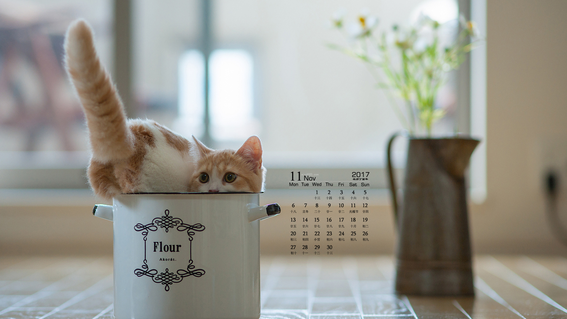 2017日历桌面壁纸高清 2017年11月可爱的宠物猫咪高清日历壁纸(3)