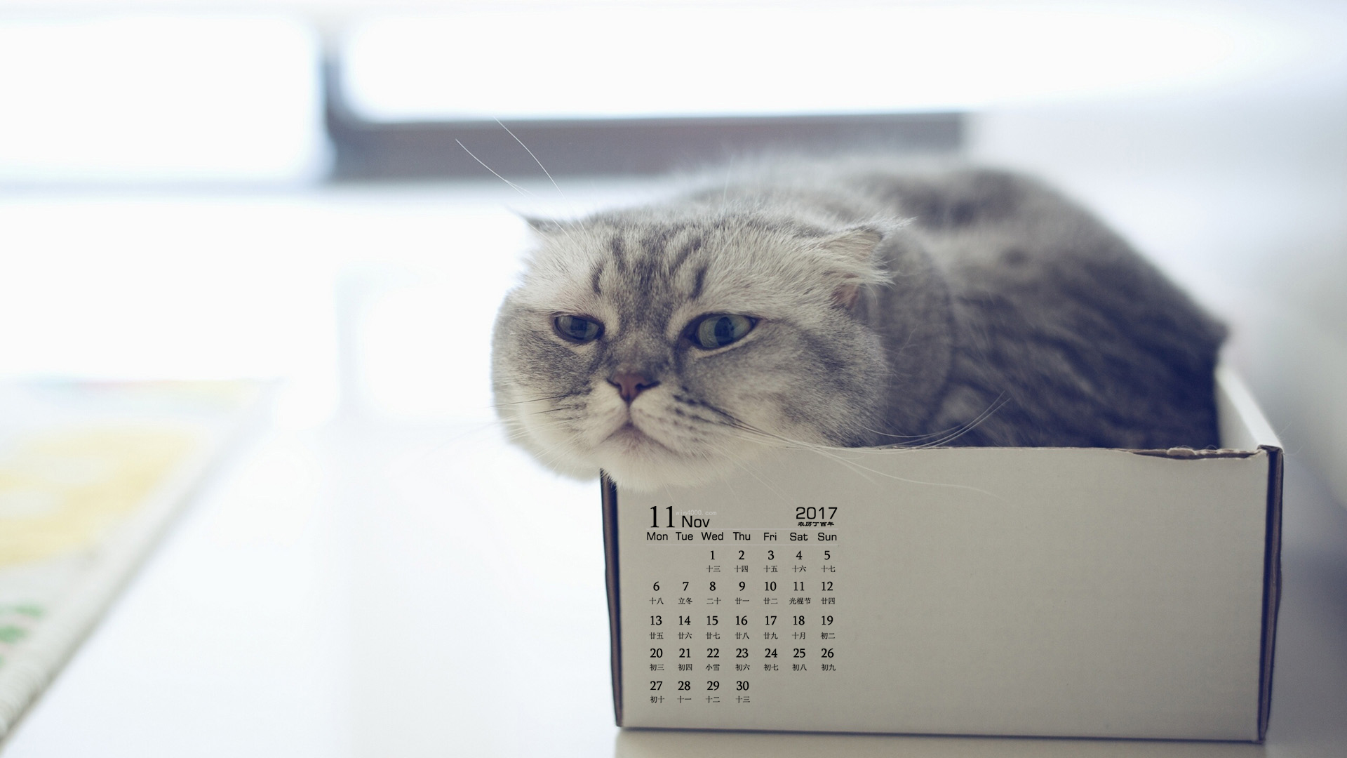 2017日历桌面壁纸高清 2017年11月可爱的宠物猫咪高清日历壁纸(7)