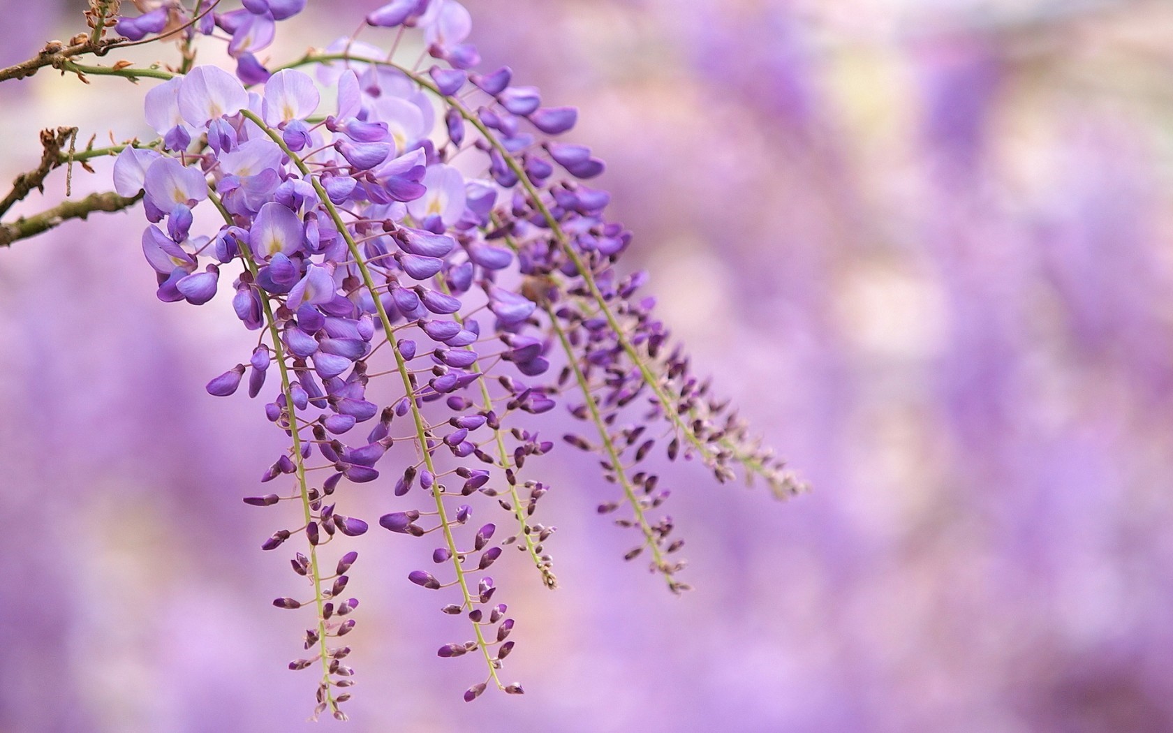 紫藤萝图片 有生命力的紫色(2)