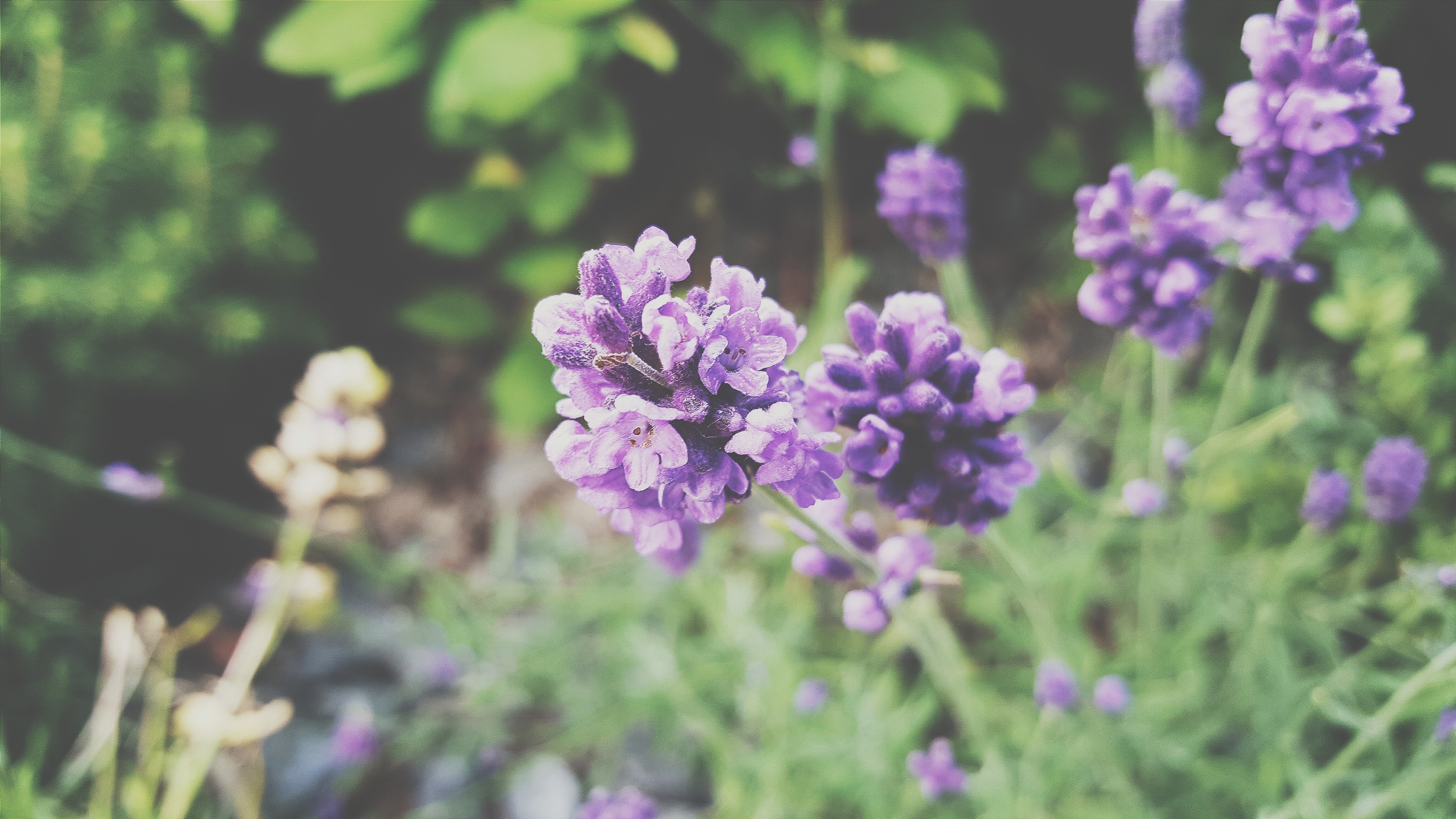 紫藤萝图片 有生命力的紫色(5)