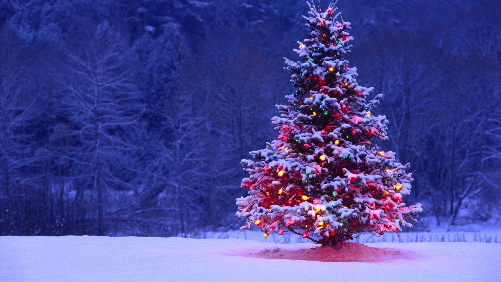 圣诞树图片素材 梦幻浪漫的圣诞树图片(2)