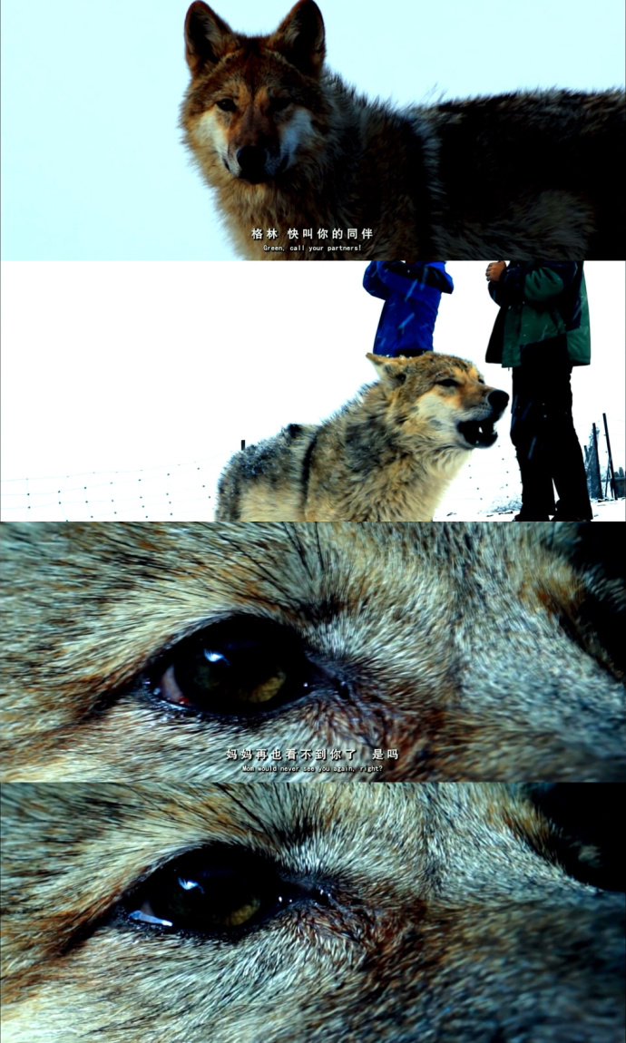 重返狼群电影截图 重返狼群经典语句(5)