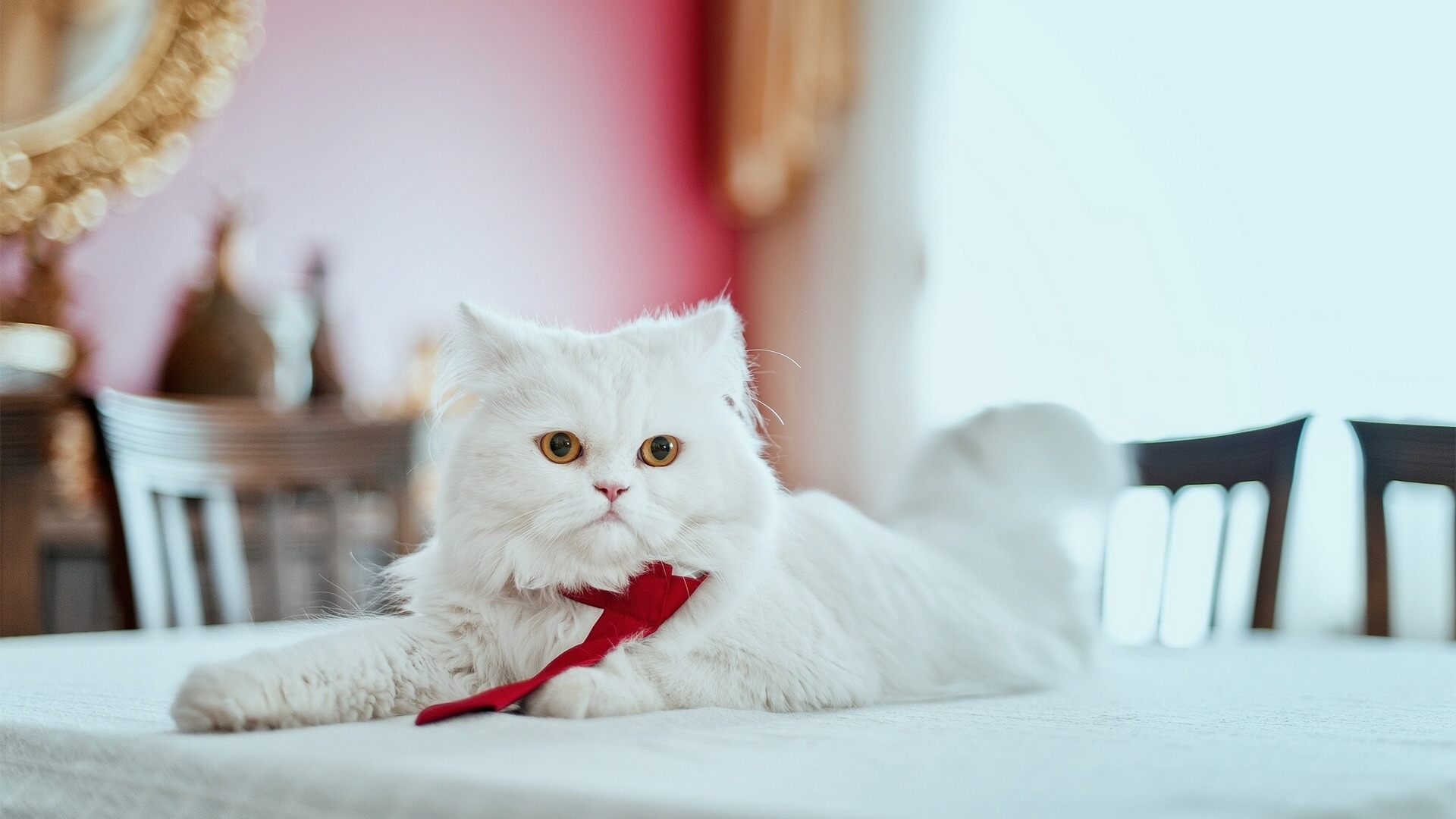 猫咪图片大全可爱 白色波斯猫图片
