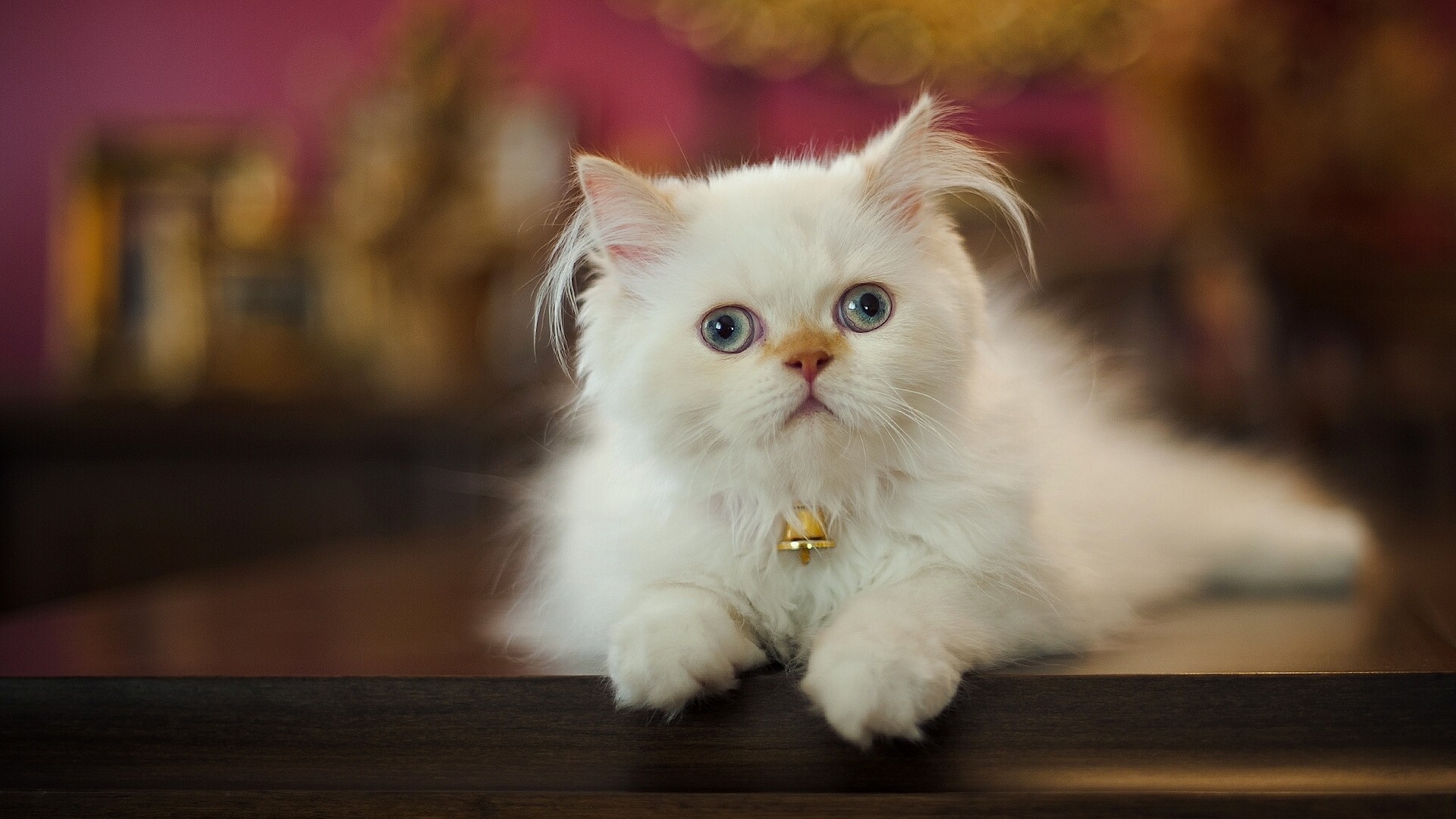 猫咪图片大全可爱 白色波斯猫图片(4)