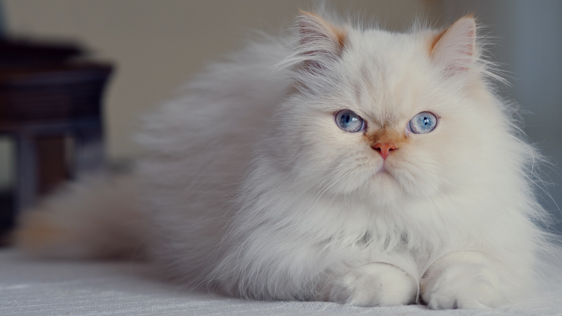 猫咪图片大全可爱 白色波斯猫图片(5)