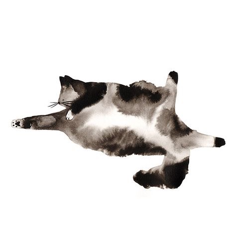 水彩猫咪图片简约 猫的姿态(4)