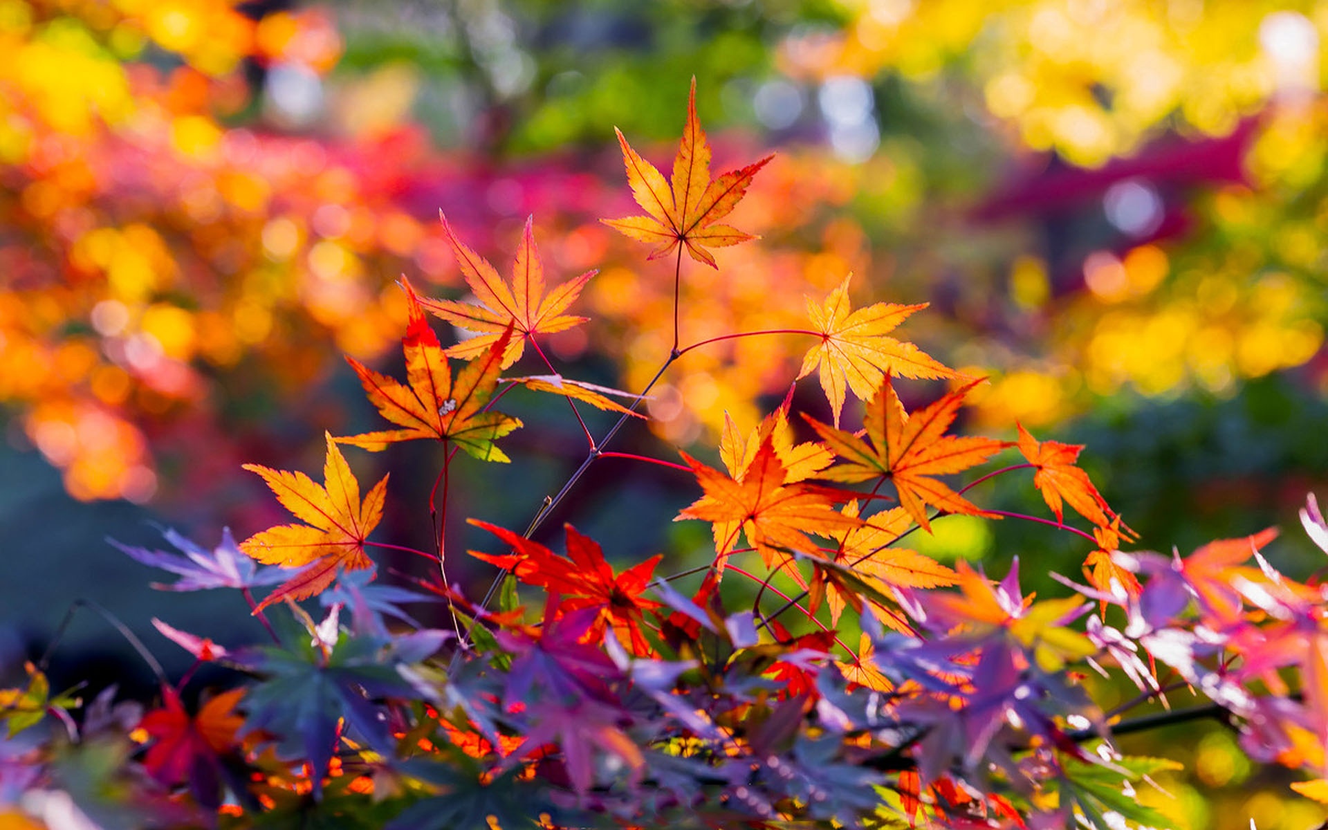 枫叶风景图片大全 唯美秋季红枫叶高清桌面壁纸