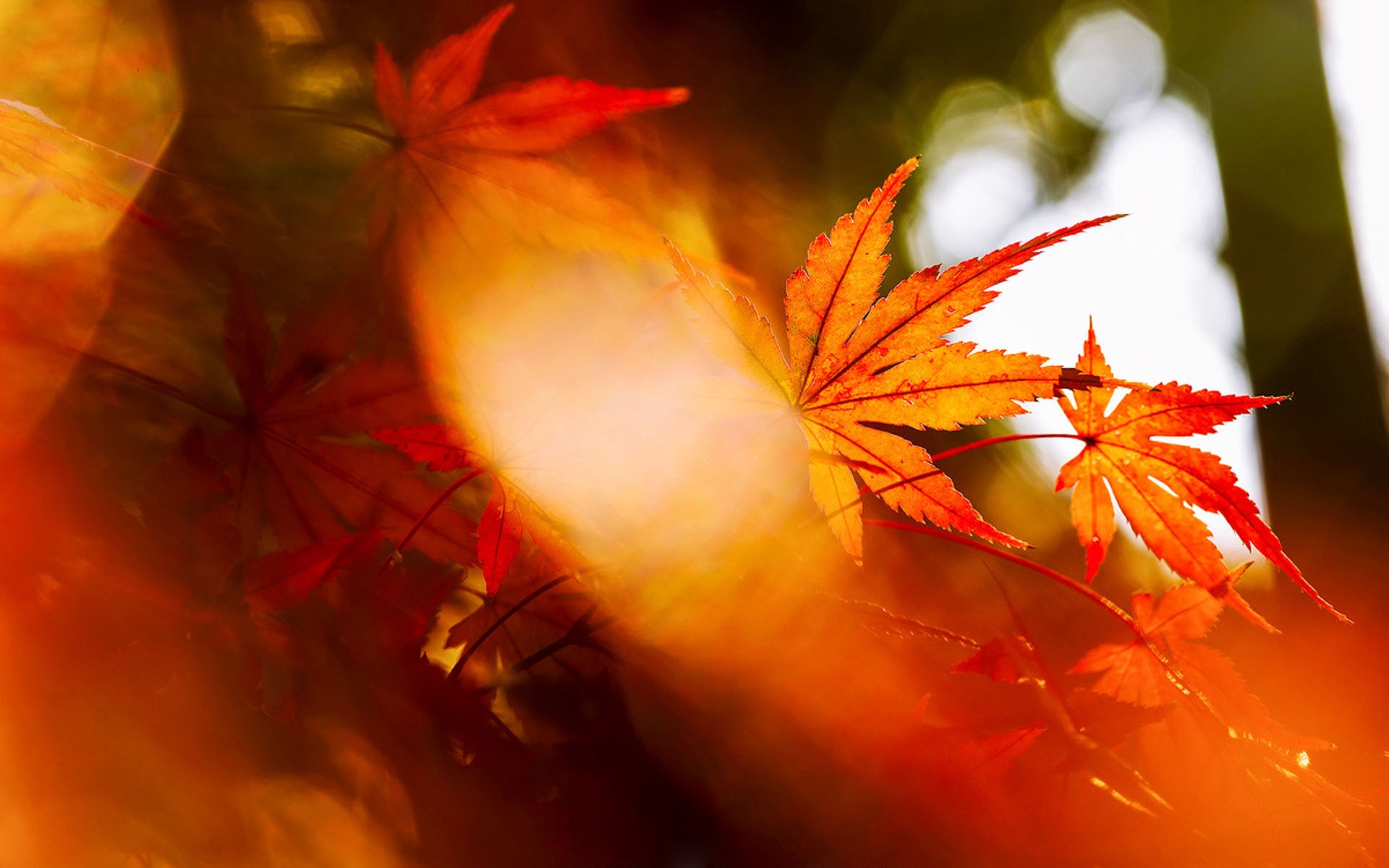 枫叶风景图片大全 唯美秋季红枫叶高清桌面壁纸(2)