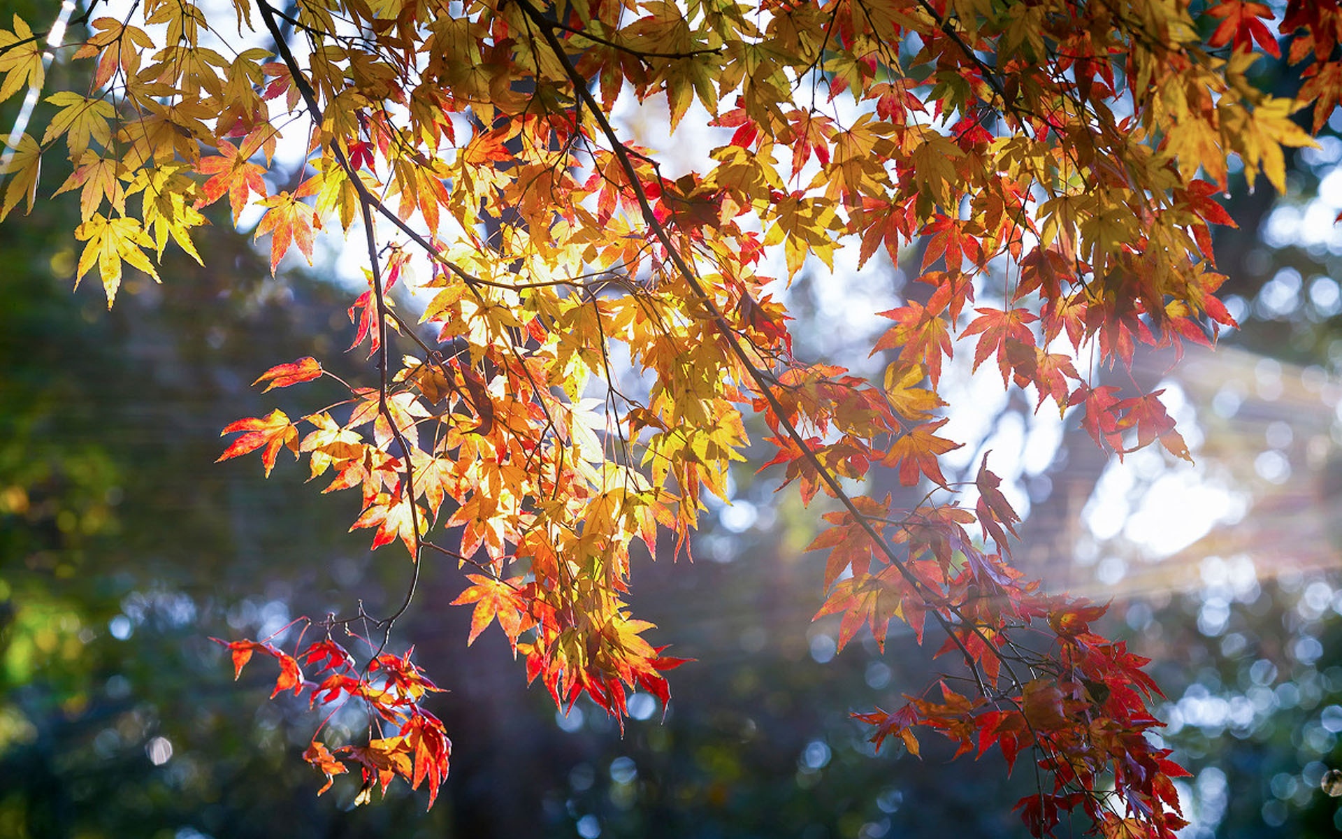 枫叶风景图片大全 唯美秋季红枫叶高清桌面壁纸(3)
