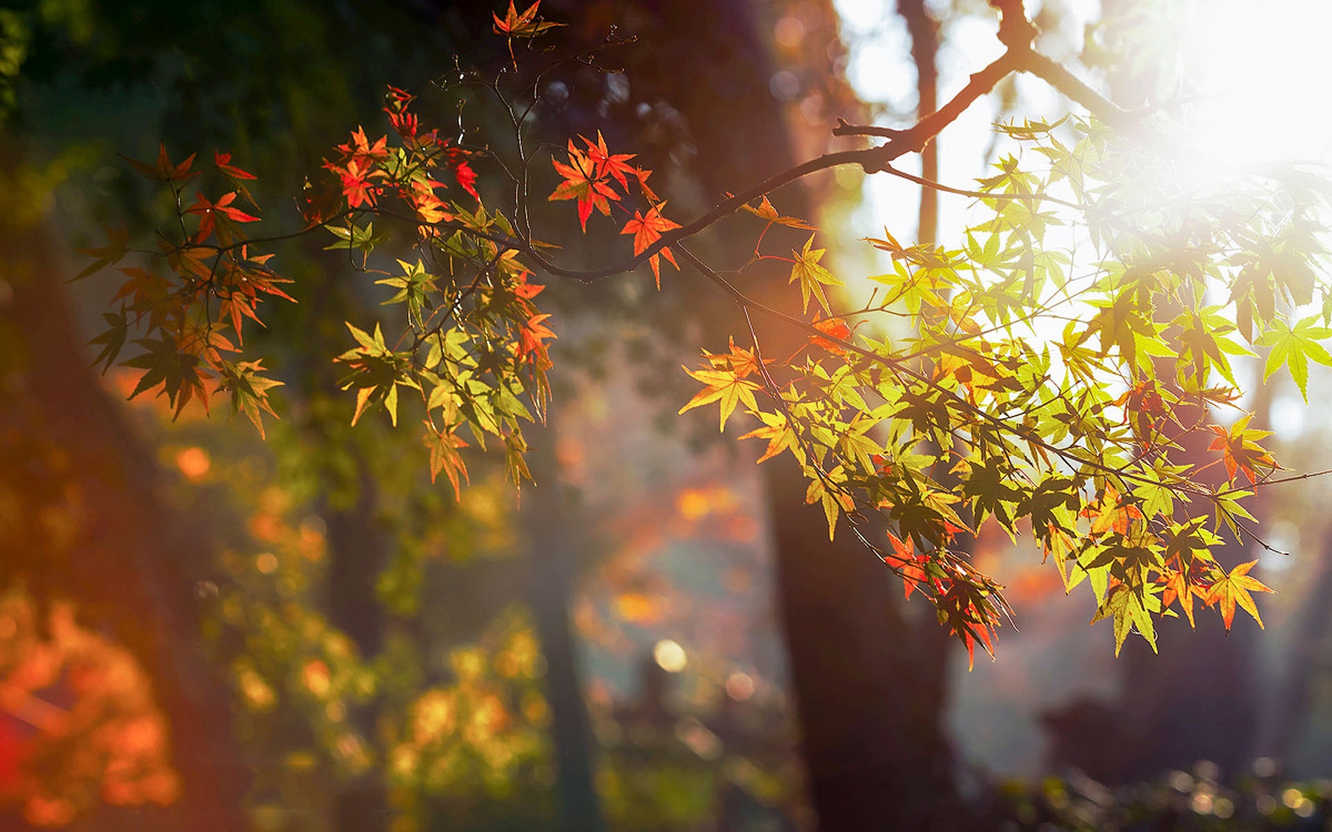 枫叶风景图片大全 唯美秋季红枫叶高清桌面壁纸(4)