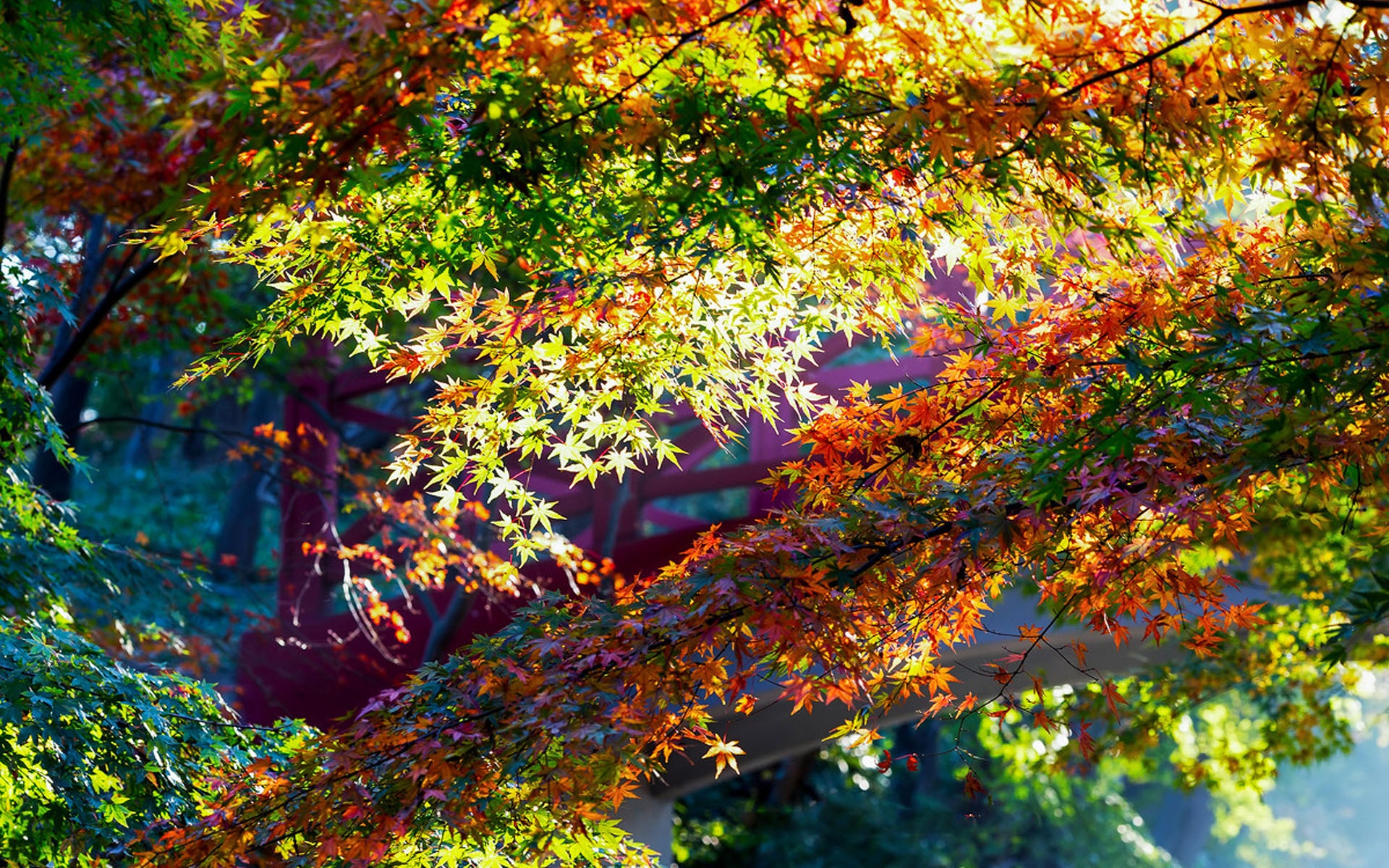 枫叶风景图片大全 唯美秋季红枫叶高清桌面壁纸(5)