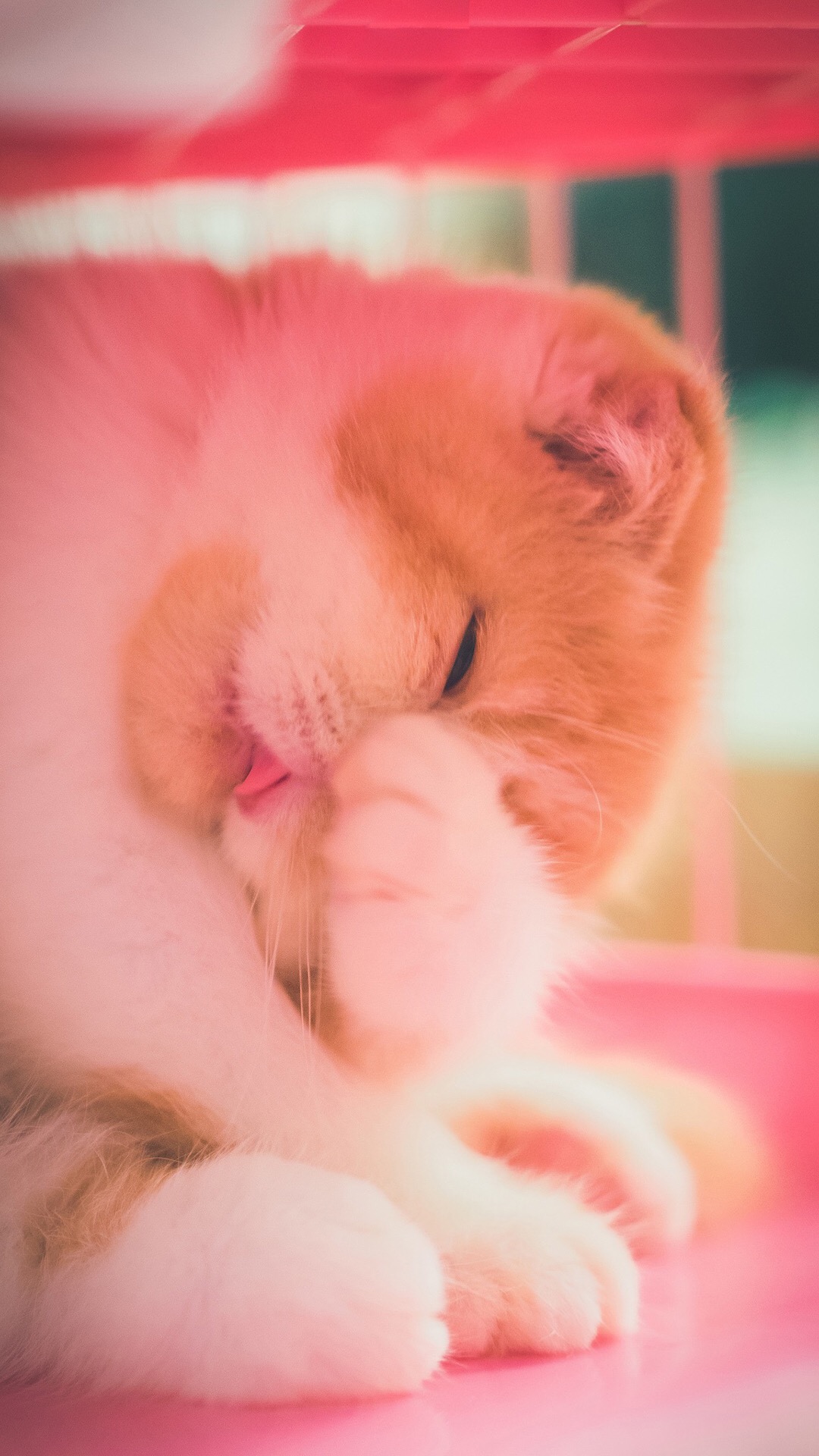 可爱喵星人卖萌图片 可爱的小猫咪高清手机壁纸(2)