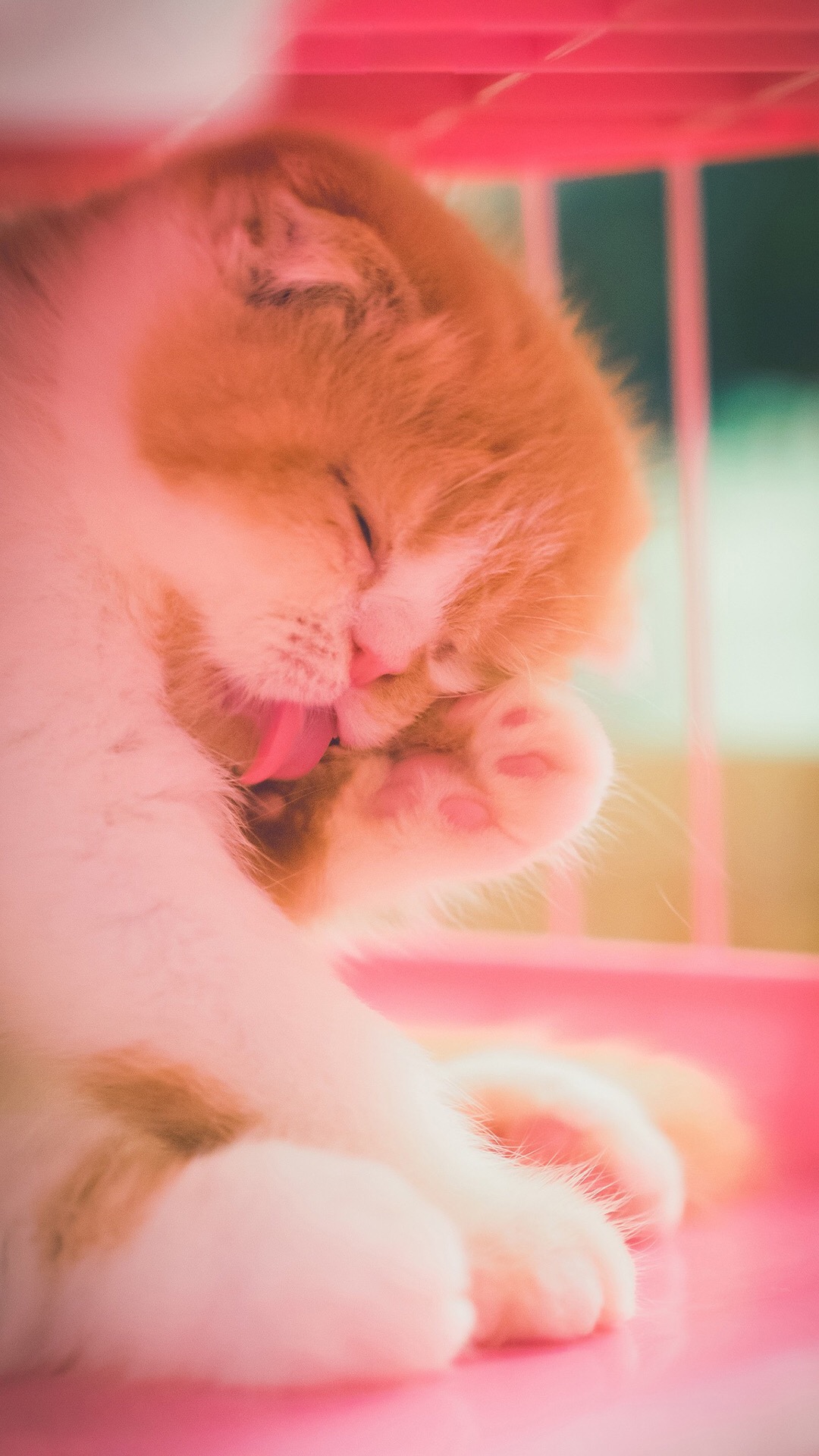可爱喵星人卖萌图片 可爱的小猫咪高清手机壁纸