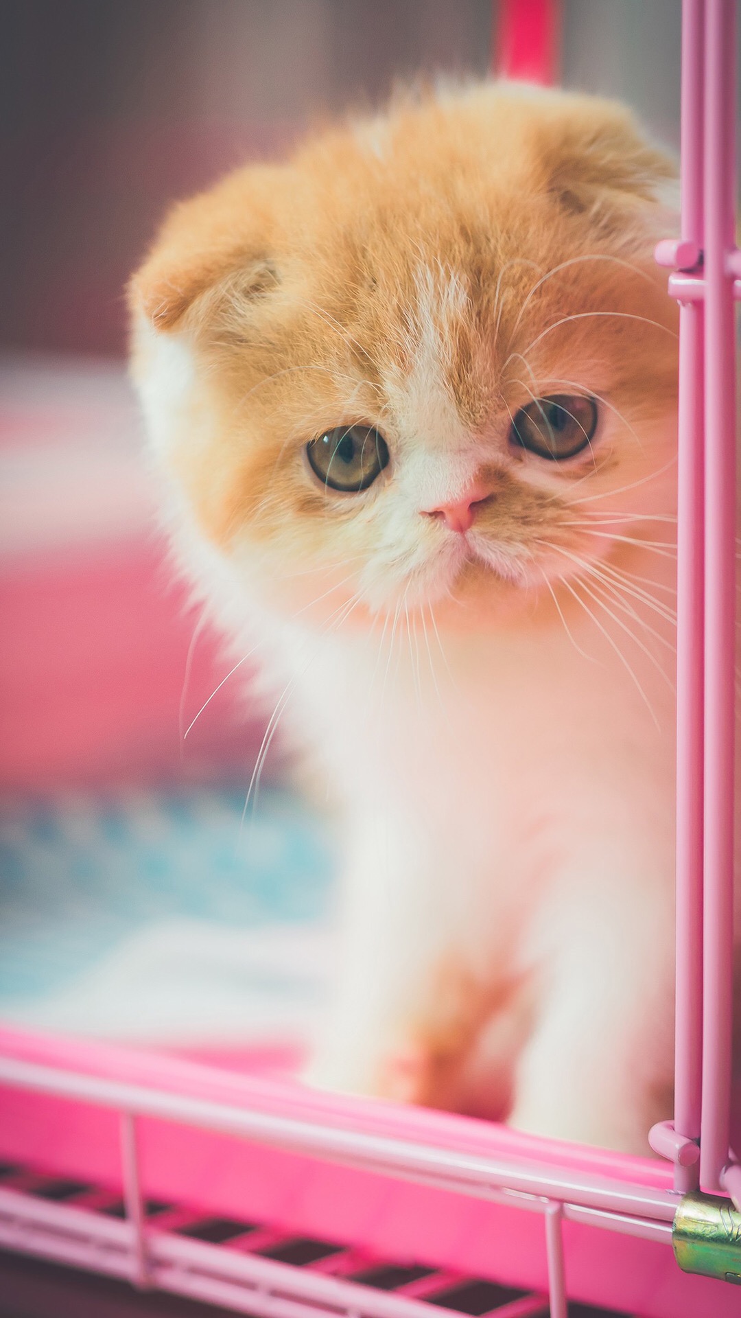 可爱喵星人卖萌图片 可爱的小猫咪高清手机壁纸(4)