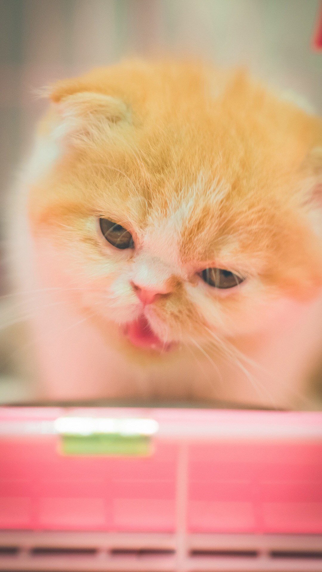 可爱喵星人卖萌图片 可爱的小猫咪高清手机壁纸(6)