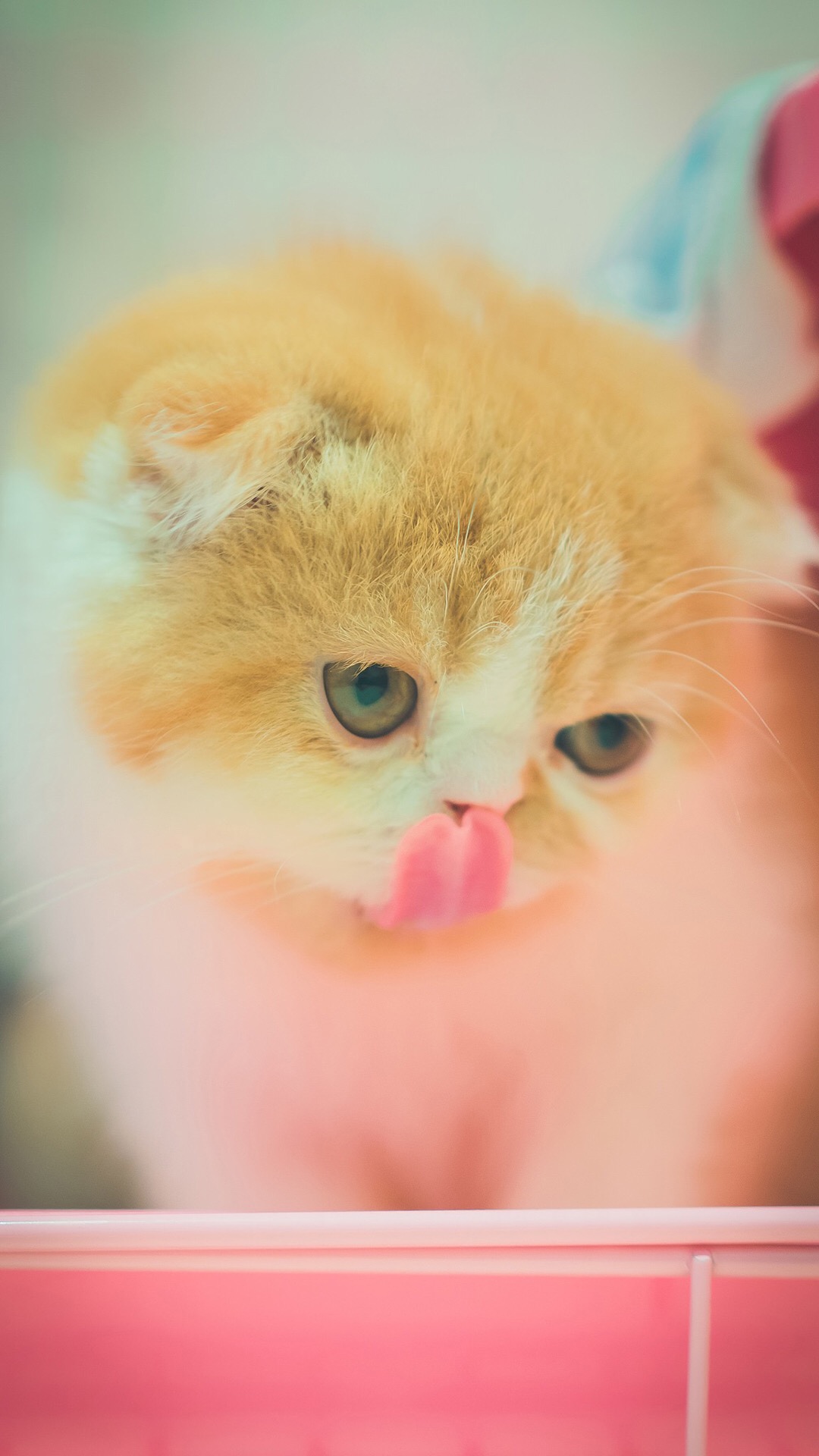可爱喵星人卖萌图片 可爱的小猫咪高清手机壁纸(7)