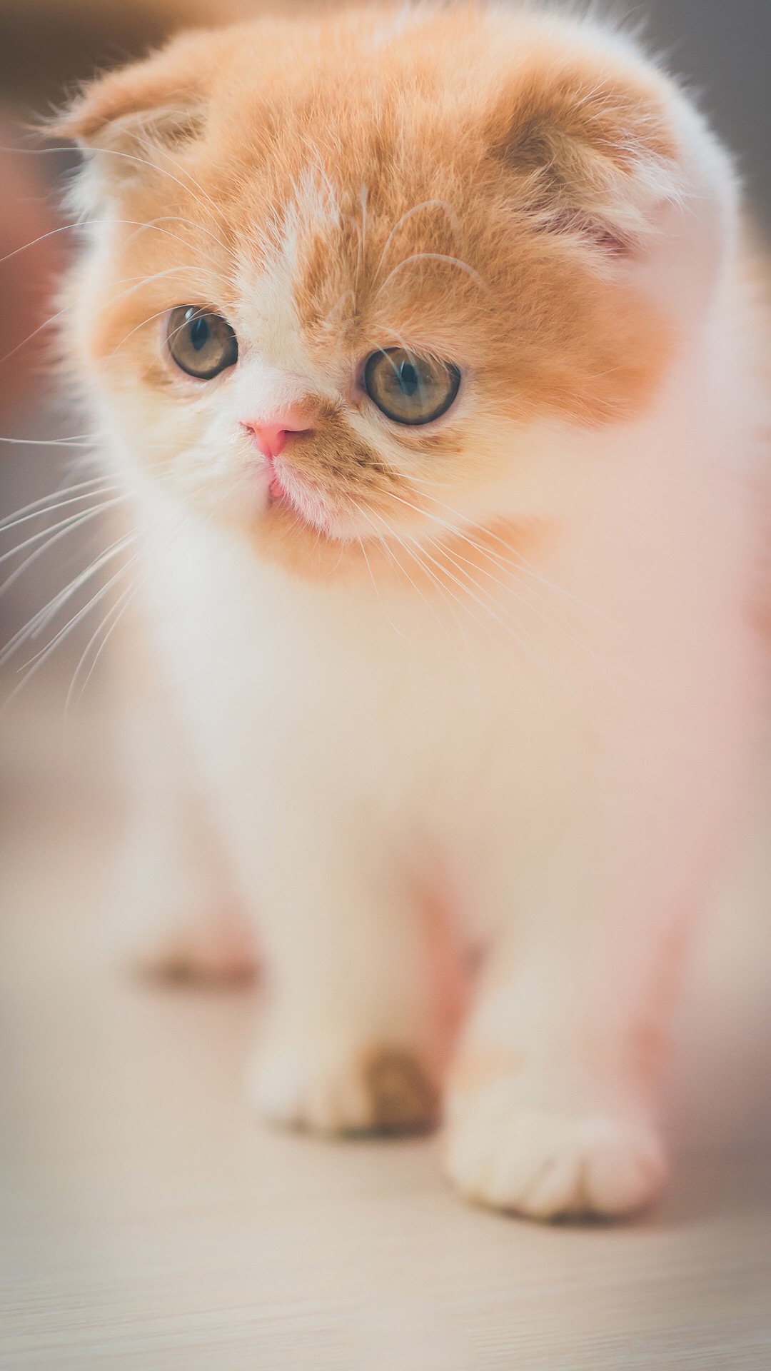 可爱喵星人卖萌图片 可爱的小猫咪高清手机壁纸(8)