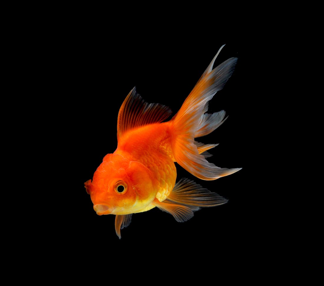 金鱼图片 愿像鱼缸里的金鱼(4)
