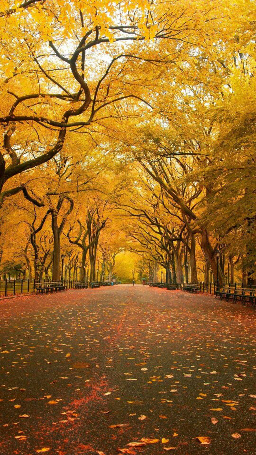 风景图片高清 唯美秋季风景图片