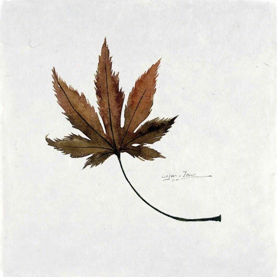 植物插画手绘图片 简单叶子插画手绘图片