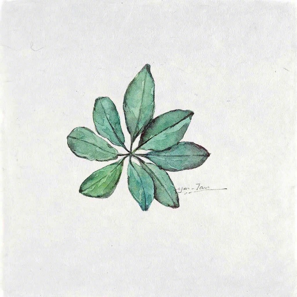 植物插画手绘图片 简单叶子插画手绘图片(3)
