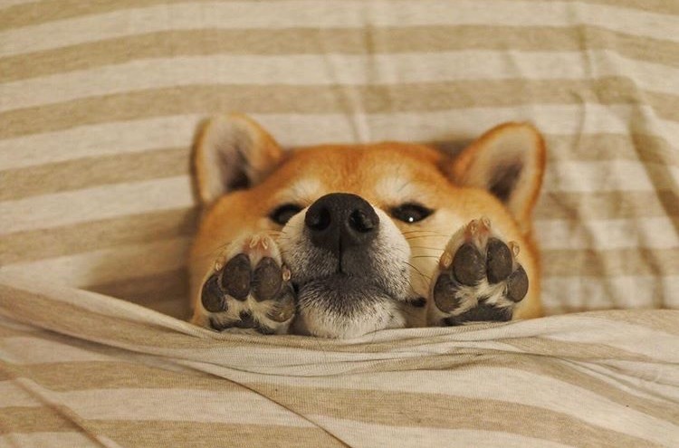柴犬图片搞笑 赖床是对周末最大的尊重(2)