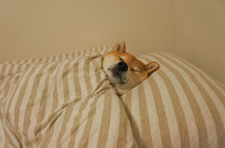 柴犬图片搞笑 赖床是对周末最大的尊重