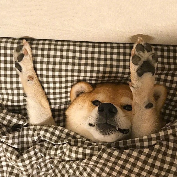 柴犬图片搞笑 赖床是对周末最大的尊重(6)