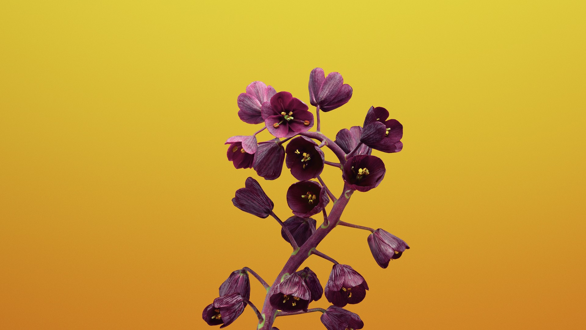 花朵图片唯美 清新花朵微距摄影图片(4)
