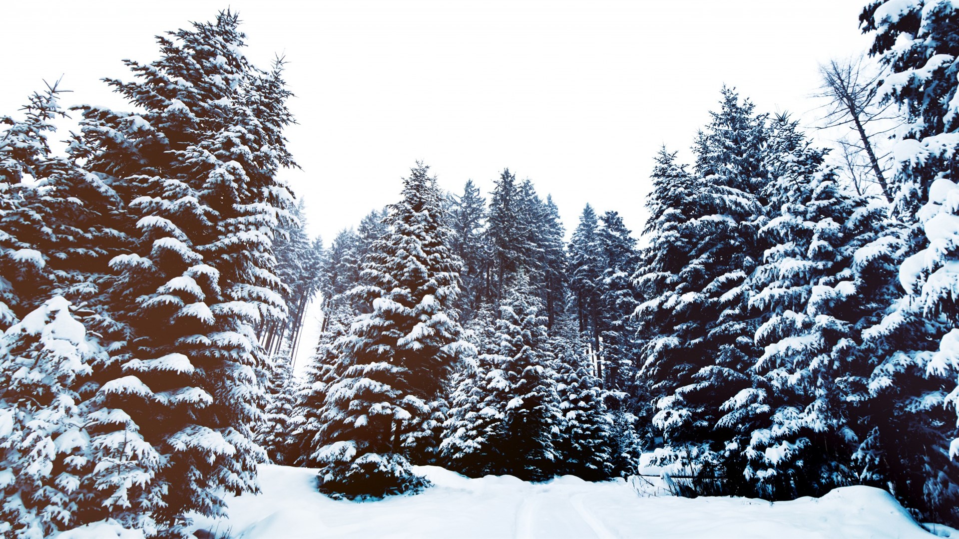 雪景图片唯美 白雪皑皑唯美冬季雪景图片(5)