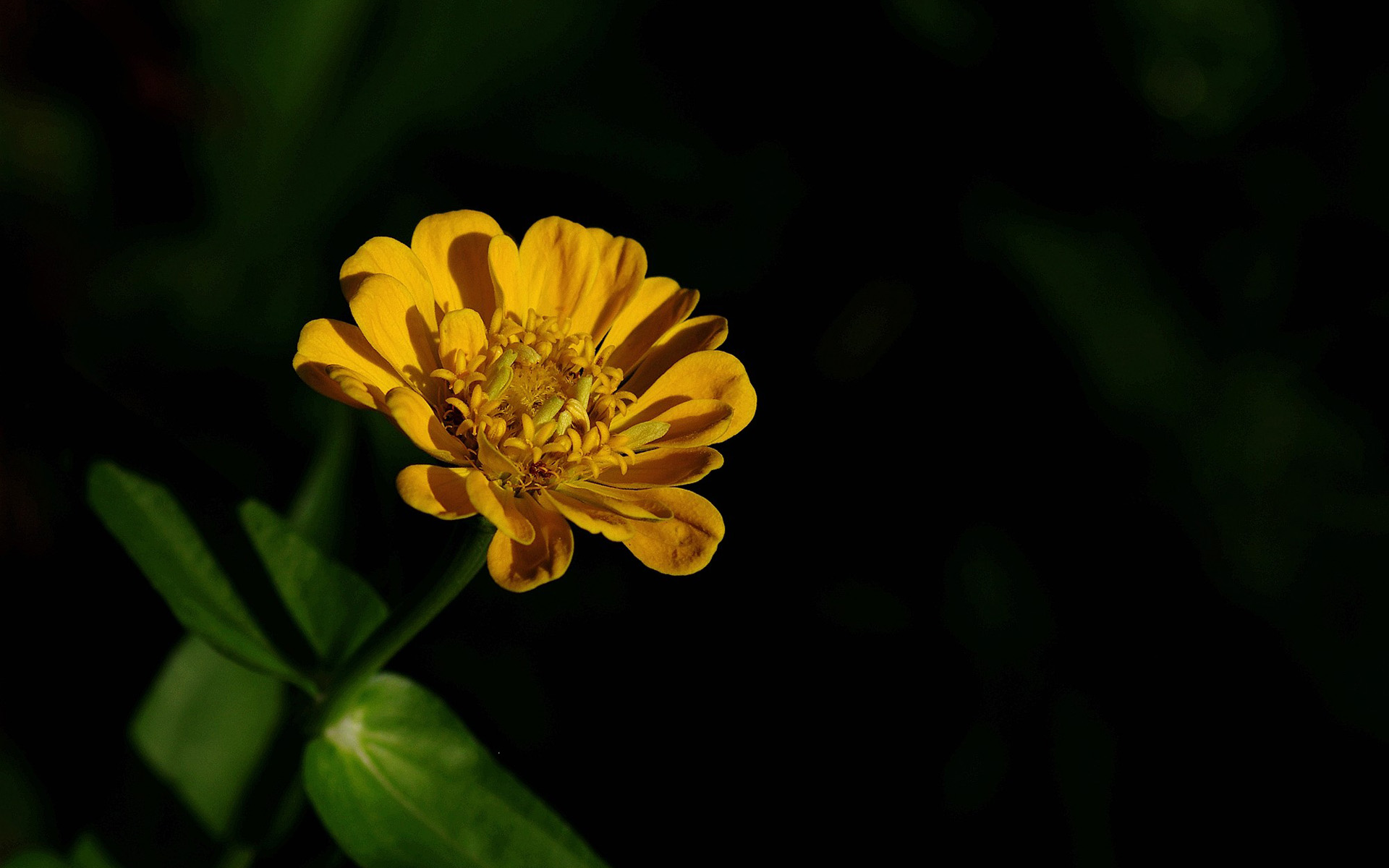 摄影图片素材 花朵高清摄影图片(6)
