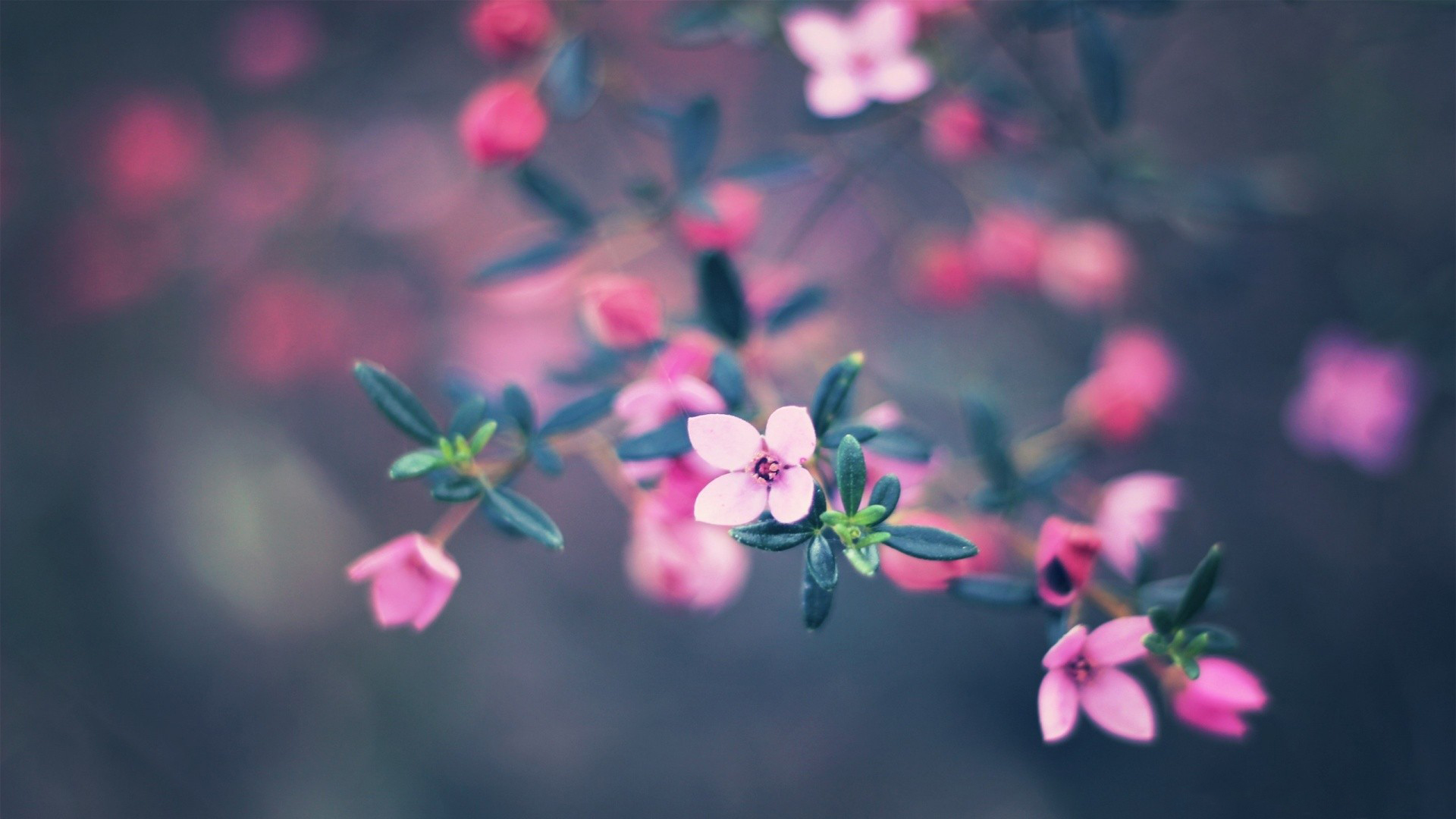 摄影图片鉴赏 小清新绿色花卉植物微距摄影图片(3)