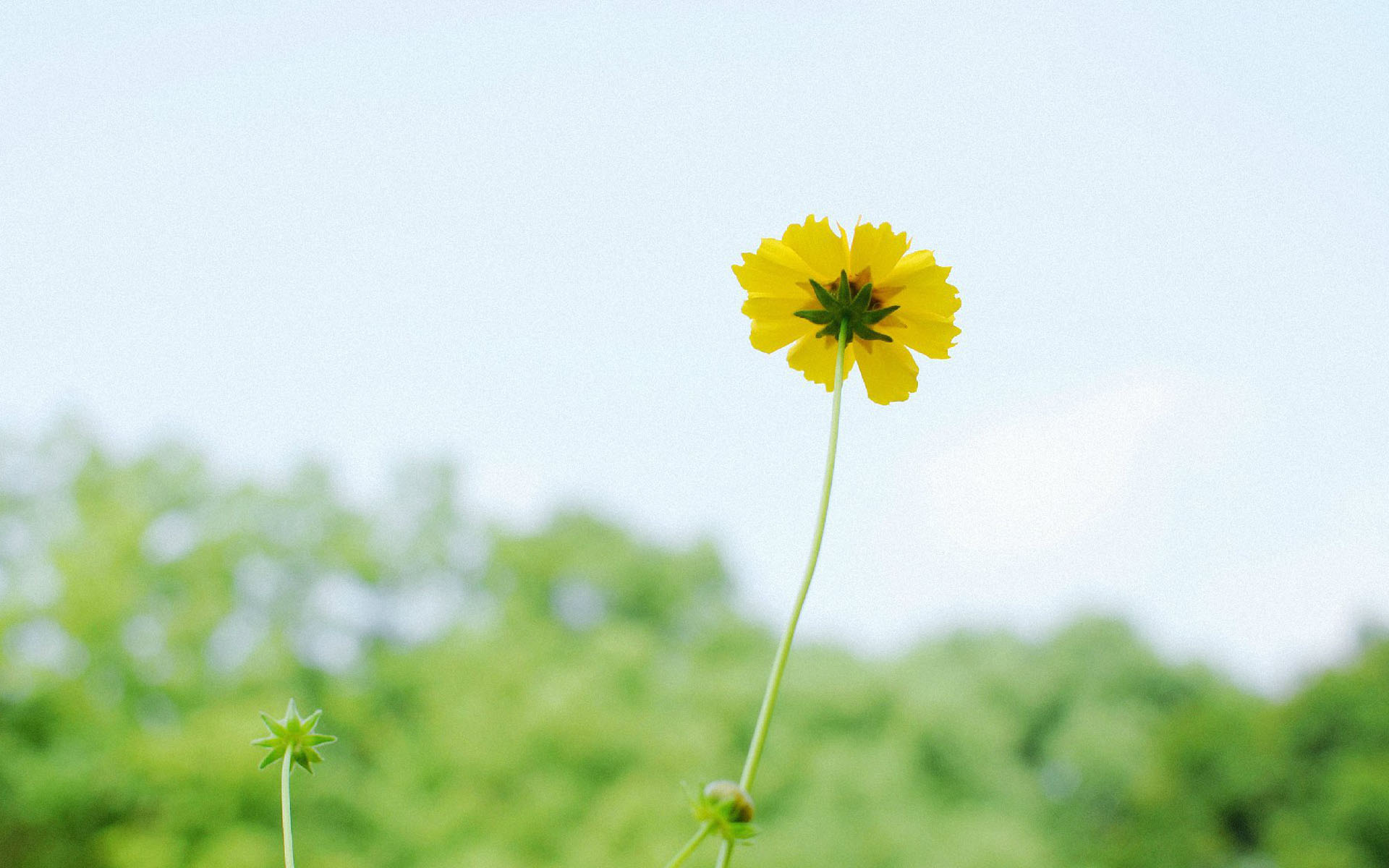 摄影图片鉴赏 小清新绿色花卉植物微距摄影图片(5)