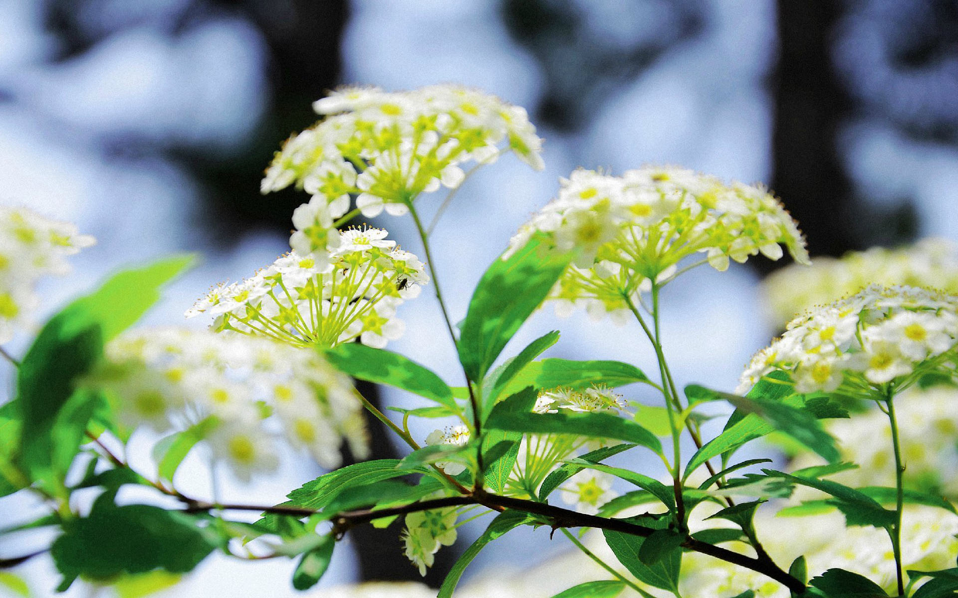 摄影图片鉴赏 小清新绿色花卉植物微距摄影图片(7)