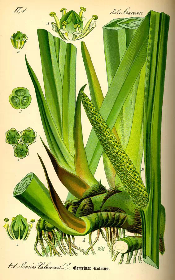 手绘植物图片 植物插画手绘图片(6)