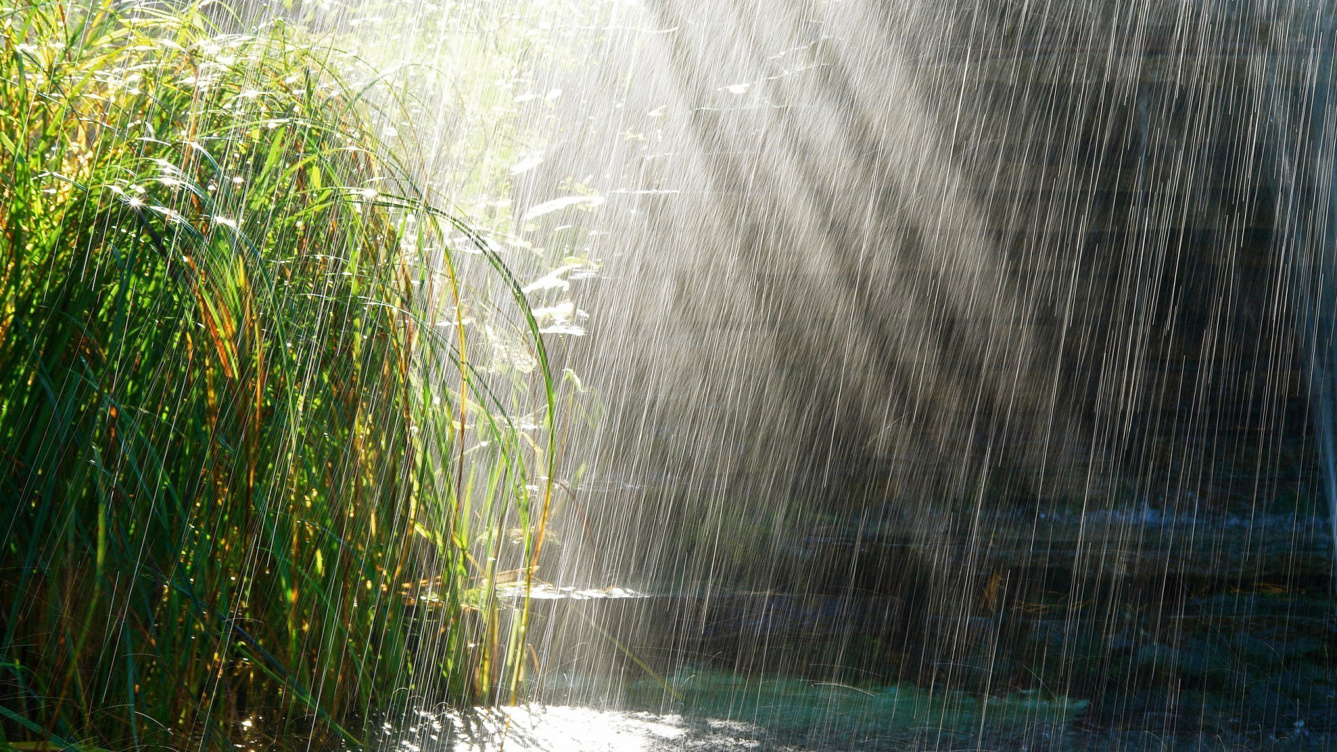 下雨图片唯美 唯美意境雨天图片(6)