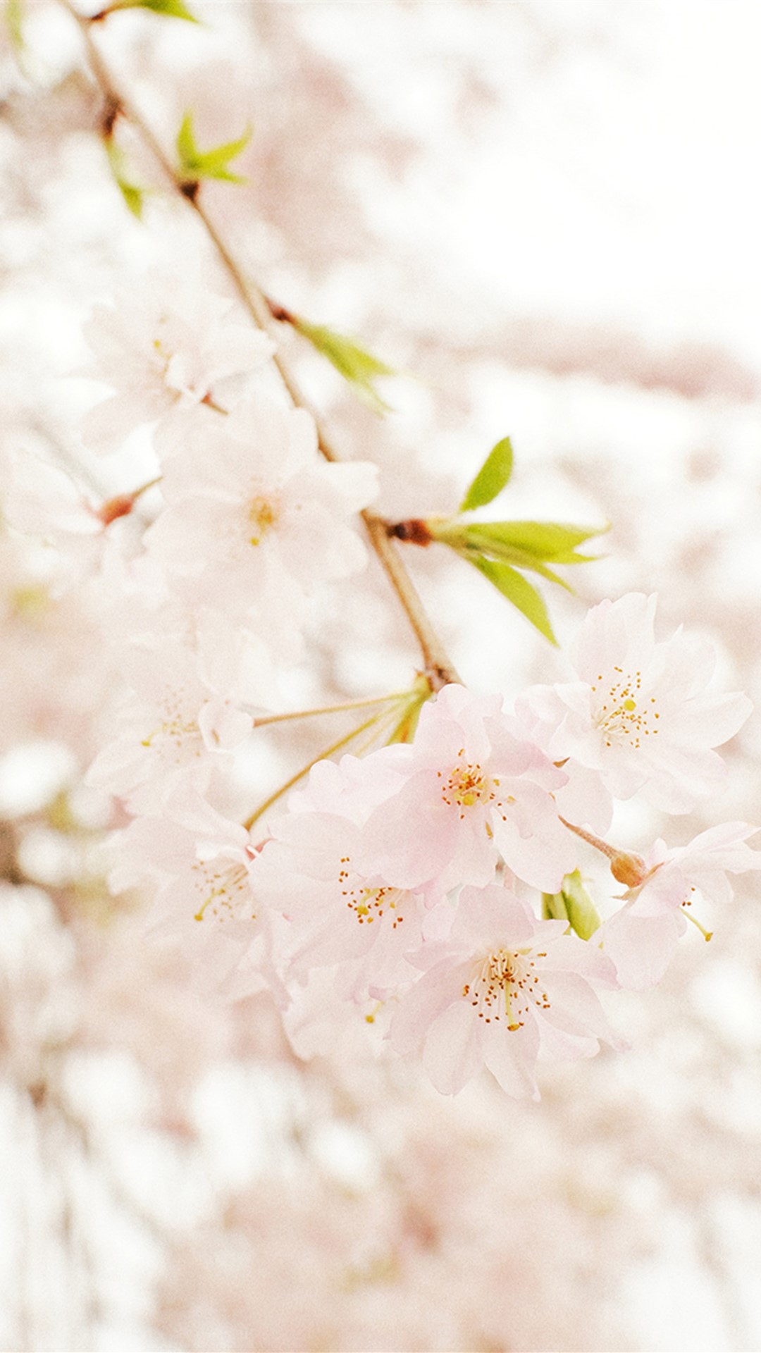 樱花图片唯美图片 高清樱花唯美意境图片(2)