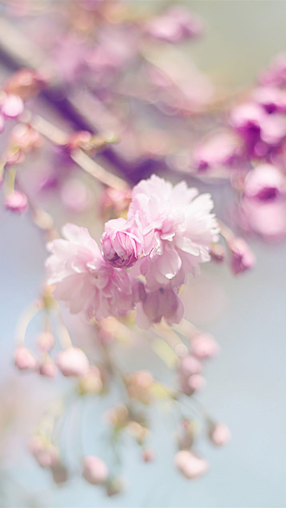 樱花图片唯美图片 高清樱花唯美意境图片(10)