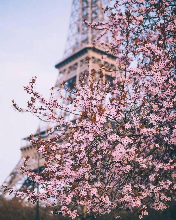 樱花树图片唯美 法国唯美樱花图片(2)